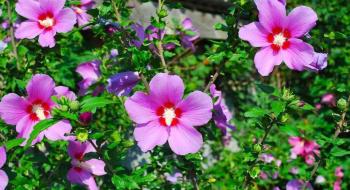 Як виростити гібіскус на клумбі чи в саду: поради квітникарів Рис.1