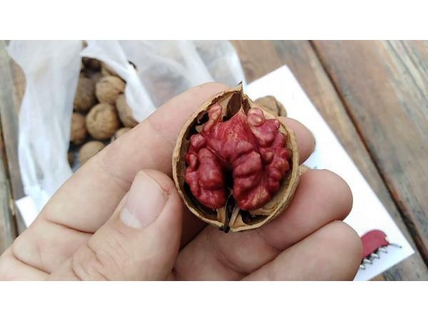 В Україні вирощують унікальні горіхи з червоним ядром Рис.2