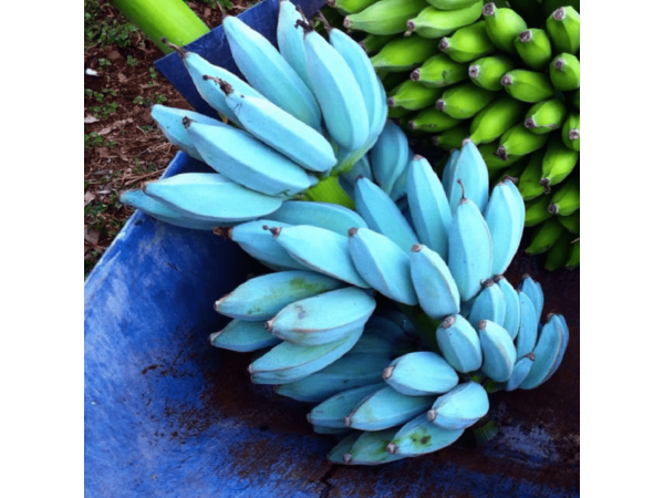 Фантастичні блакитні банани: дивовижний смак, нереальний колір Рис.2