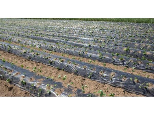 Фермер Одеської області впровадив технологію вирощування суниці «на буграх» Рис.2