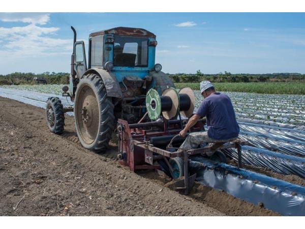 Фермер Одеської області впровадив технологію вирощування суниці «на буграх» Рис.3