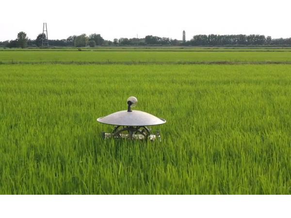 Швейцарська компанія  розробила робота для прополювання рису  Рис.2