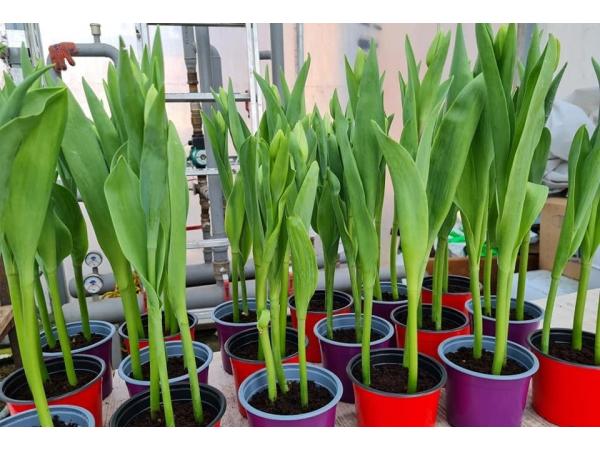 У теплиці житомирського вишу вирощують вісім сортів голландських тюльпанів Рис.4