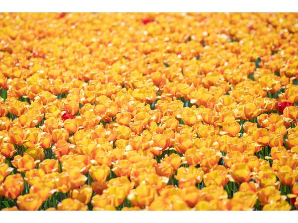 В центрі Киэва зацвіли 100 тисяч нідерландських тюльпанів   Рис.2