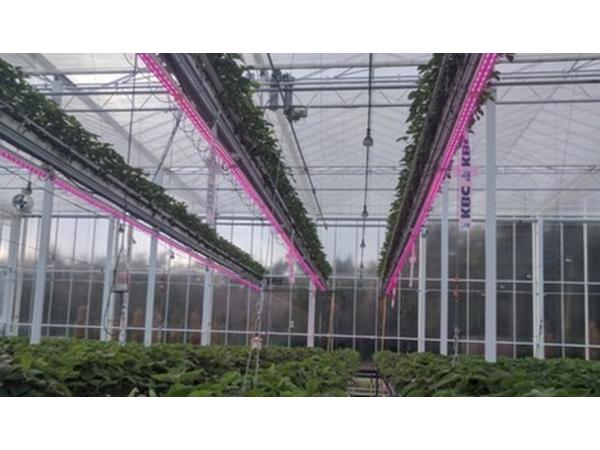 У Бельгії вивчають можливості багатоярусного вирощування суниці в теплиці Рис.1