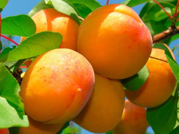 плоди абрикоса