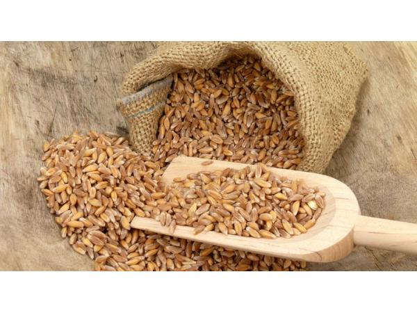 Пшениця полба звичайна Рис.2