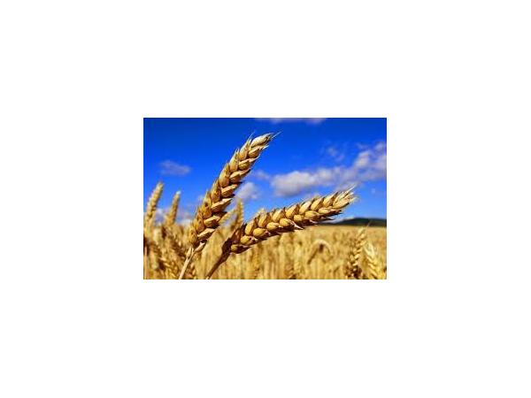 пшениця шарозерна Рис.1