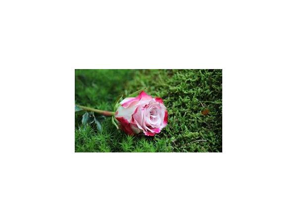 троянда Рис.3