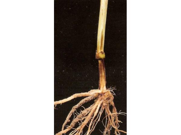 Гниль фузаріозна коренева зернових Рис.1