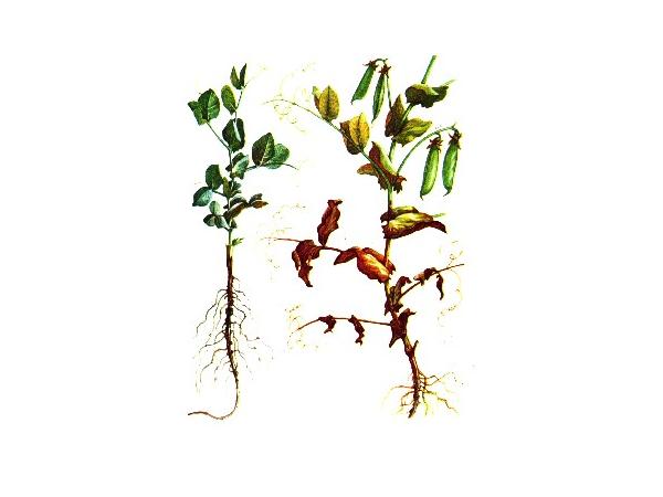 Гниль коренева пітієва гороху Рис.1