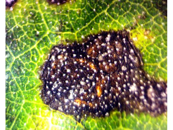 плямистість бактеріальна листків соняшника Рис.1