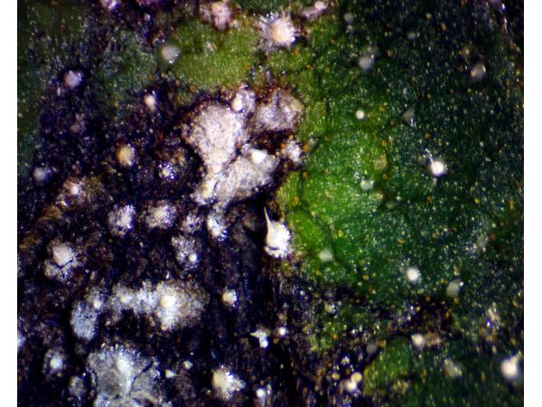 плямистість бактеріальна листків соняшника Рис.3