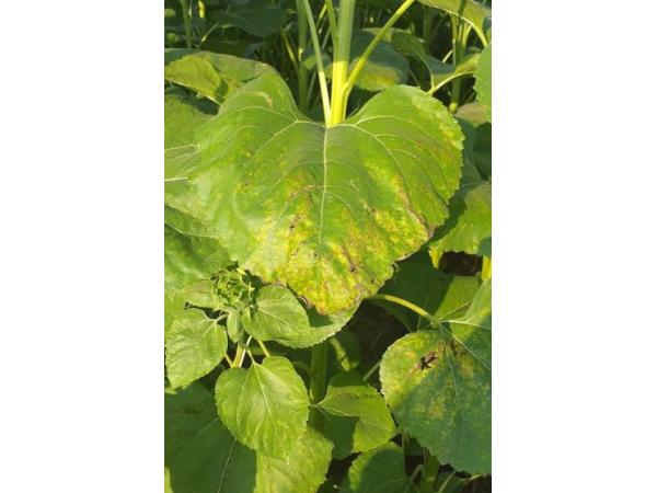 плямистість бактеріальна листків соняшника Рис.4