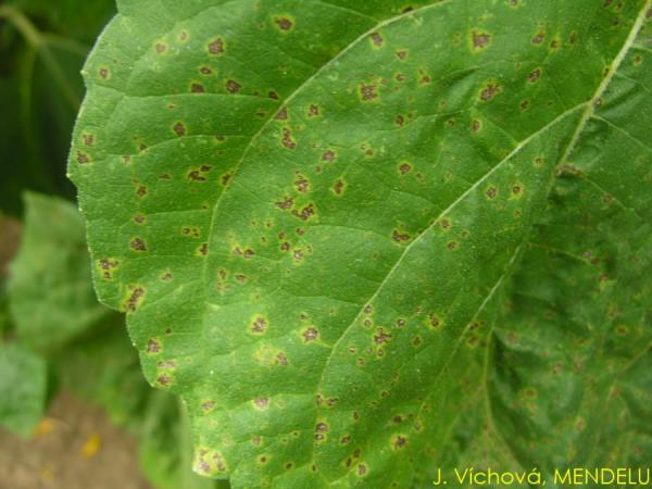 плямистість бактеріальна листків соняшника Рис.5