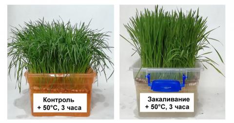 Вчені: Пшениця вміє адаптуватися до теплового стресу Рис.1