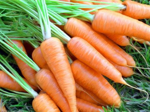Фермери України почали збирати моркву нового врожаю Рис.1
