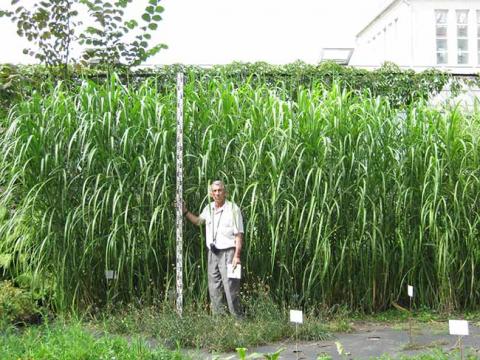На Житомирщині вирощують рослину, що замінює газ Рис.1