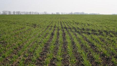 Посівна-2019: В Україні засіяно 6,3 млн га ярих зернових культур Рис.1