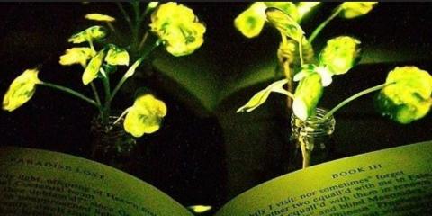 У MIT створили «квіти-світлячки» для освітлення будинків майбутнього Рис.1