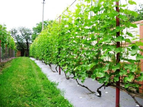 Українські вчені створили сорти винограду для північних областей України Рис.1