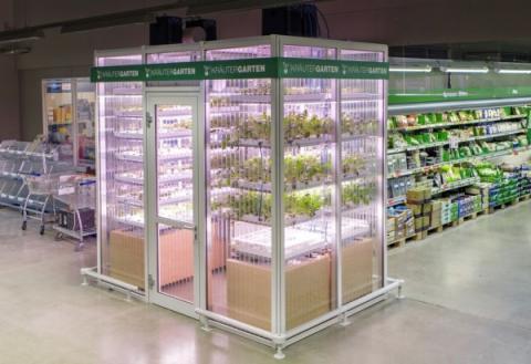 В німецьких торгових мережах овочі вирощують на очах споживачів Рис.1