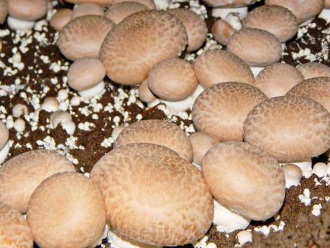 В Умані запустили виробництво грибного субстрату Рис.1