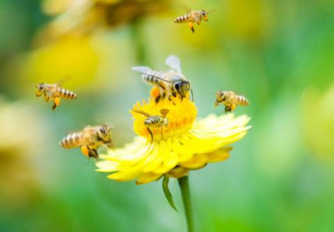 Аграріїв на Сумщині звинуватили в отруєнні бджіл пестицидами Рис.1