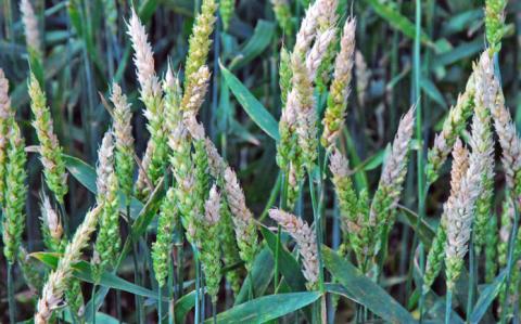 Фузаріоз загрожує врожаям зернових на Волині Рис.1