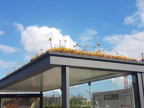 Для бджіл: у Нідерландах дахи автобусних зупинок засадили квітами Рис.1