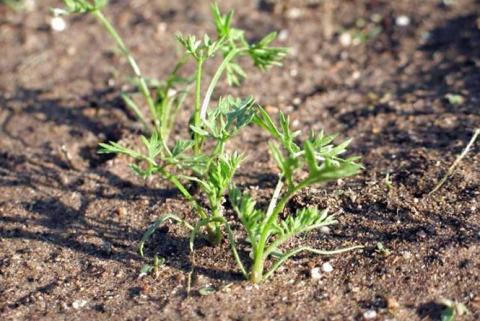 Крапельне зрошення підвищує врожайність органічної моркви вдвічі Рис.1