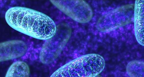 Вчені вперше відредагували мітохондріальну ДНК рослин Рис.1