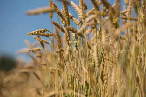 Жнива-2019: В Україні вже зібрали зерна з понад 6 млн га площі  Рис.1