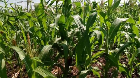 Науковці визначили оптимальні умови поливу для середньопізньої групи гібридів кукурудзи Рис.1