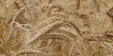 Вчені розробили портативний секвенатор ДНК пшениці, який дозволяє ідентифікувати хвороби рослини ще до їх прояви Рис.1