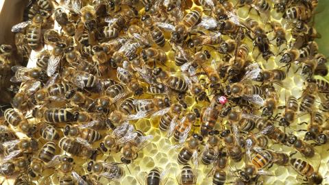 За отруєння бджіл пестицидами пропонують запровадити штрафи та кримінальну відповідальність Рис.1