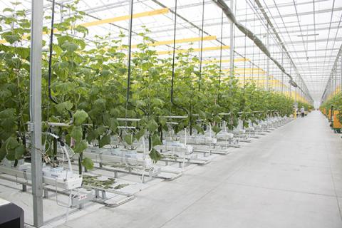 Інноваційні рішення при тепличному вирощуванні огірків Рис.1