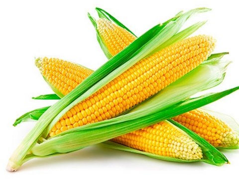 Жнива-2019: В Україні зібрано понад 10 млн тонн кукурудзи Рис.1