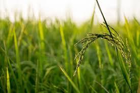 Corteva Agriscience зареєструвала в Україні новий гербіцид для рису Рис.1