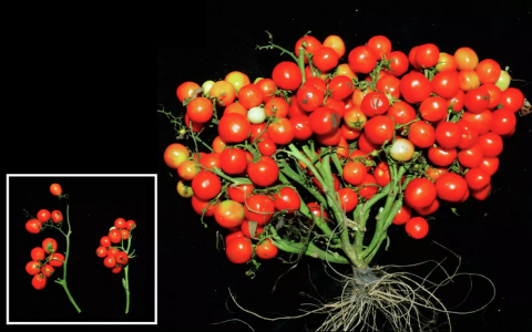 Вчені вивели томати-букети Рис.1