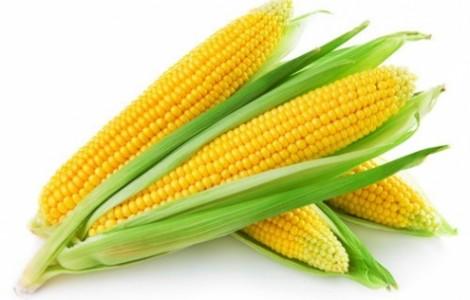Вирощування кукурудзи на насіння у 10 разів прибутковіше товарних посівів Рис.1