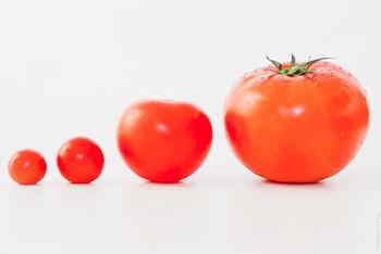 Невідомі ланки еволюції томатів допоможуть створювати стійкі та смачні сорти Рис.1
