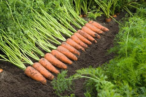 Фермери Херсонщини в кінці березня збиратимуть урожай моркви Рис.1