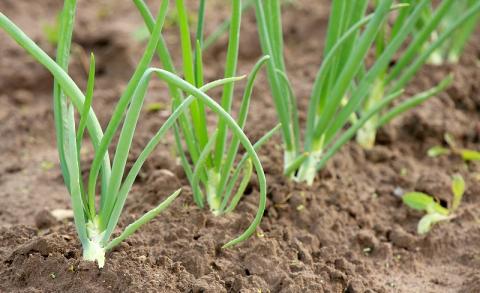 Українські овочівники збільшать площі під цибулею на 30% Рис.1