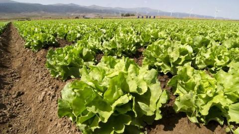 Іспанські вчені протестували новий вид компосту при вирощуванні  шпинату і салату Рис.1