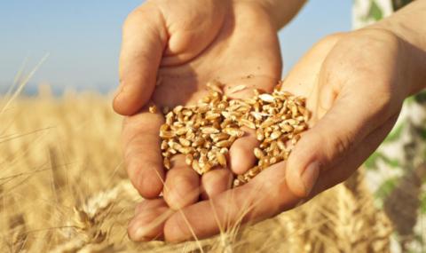 Україна експортувала рекордні 55 млн т зерна Рис.1
