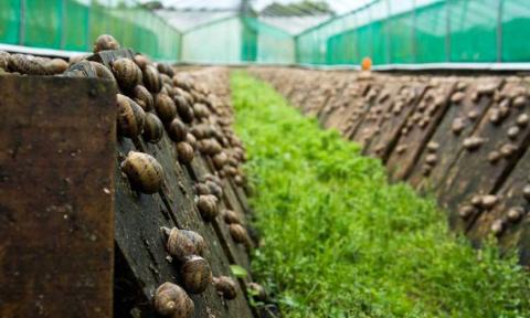 В Україні за 5 років створено 200 равликових ферм Рис.1