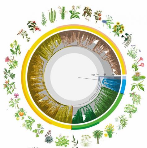Ботаніки представили перше в світі "древо часу" квіткових рослин Рис.1