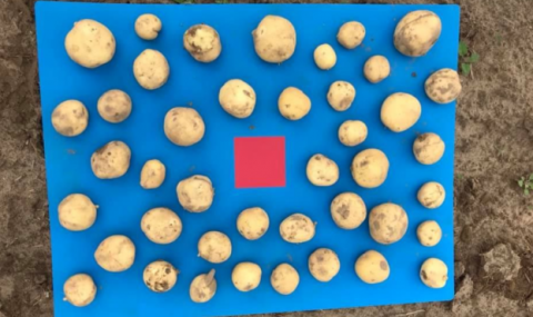В Україні випробували новий картопляний гаджет – килимок-калібрувальник Рис.1