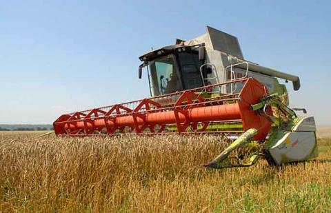 Вимушена затримка жнив озимих зернових може негативно вплинути на показники якості зерна, - НААН Рис.1